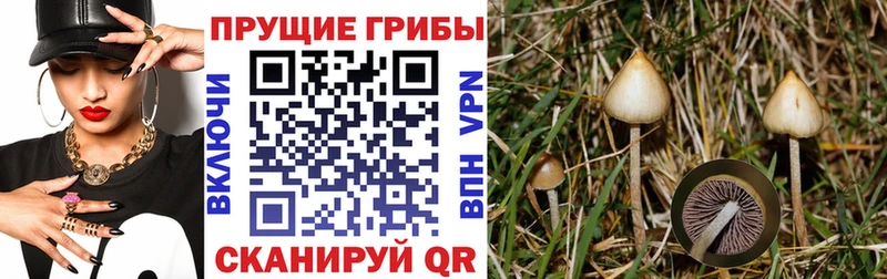blacksprut зеркало  Нариманов  Галлюциногенные грибы GOLDEN TEACHER  даркнет клад  наркота 